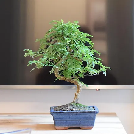 Baxeico Old Town Parking Free Genua